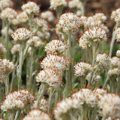 Pussytoes Flower seeds for Planting Hardy Variety Heirloom & GMO Free Seeds for Home Garden
