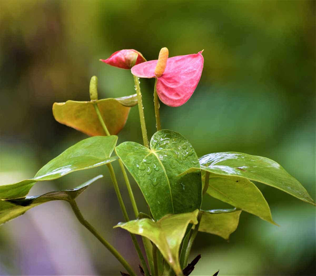 Baby Pink Anthurium Flower seeds for Planting Compact Growth, Heirloom & GMO Free Seeds for Home Garden vegetable and garden seeds