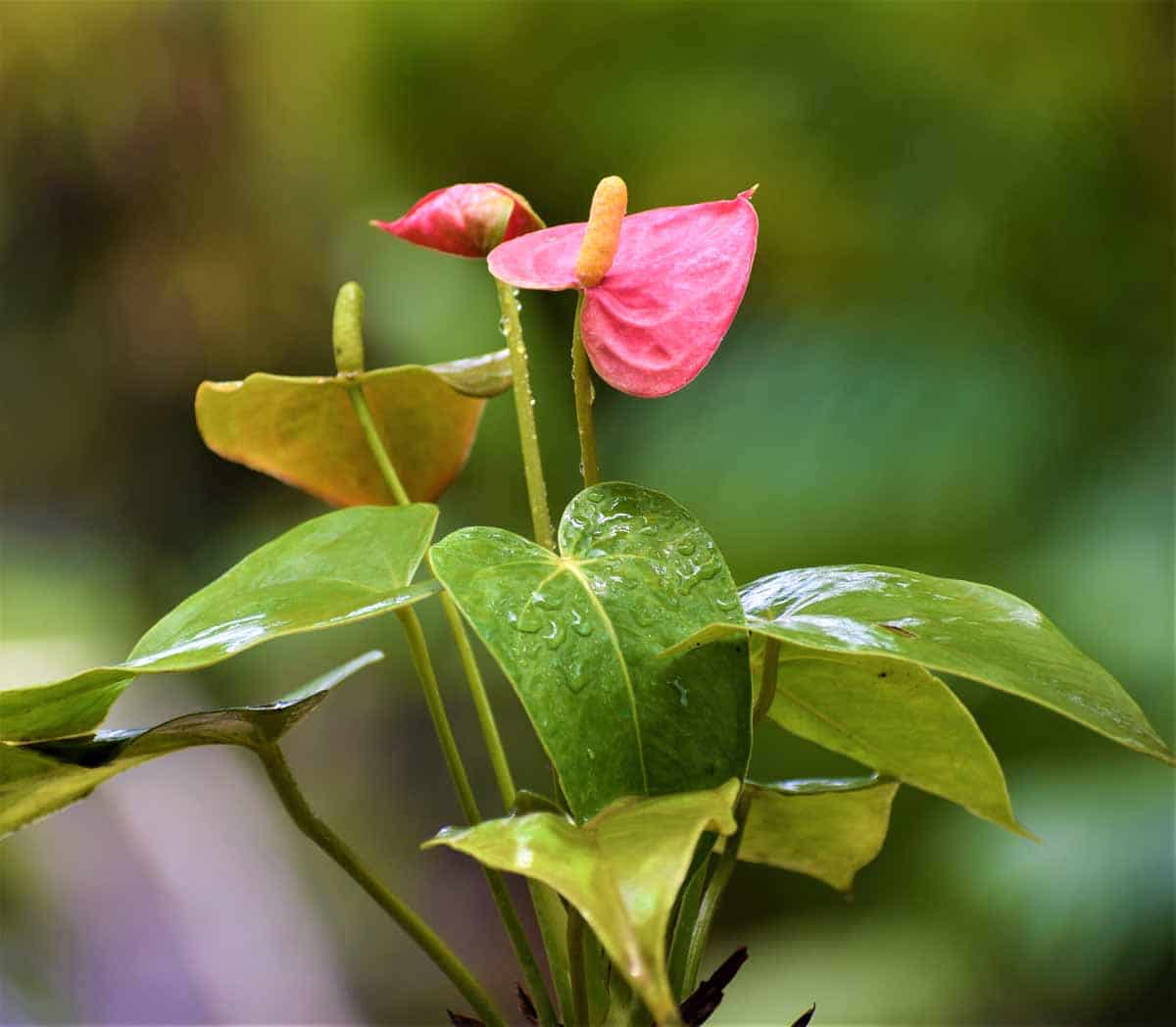 Baby Pink Anthurium Flower seeds for Planting Compact Growth, Heirloom & GMO Free Seeds for Home Garden vegetable and garden seeds