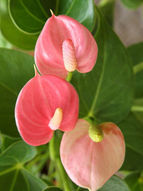 Premium Baby Pink Anthurium Flower seeds for Planting Compact Growth, Heirloom & GMO Free Seeds for Home Garden seeds