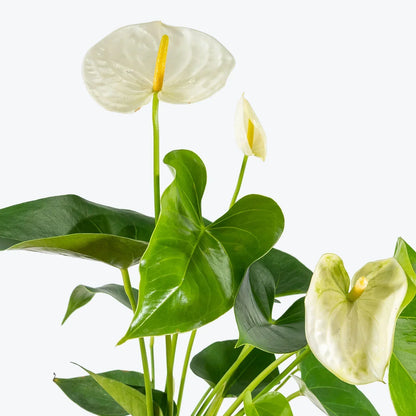White Anthurium Linden Araceae Flower Seeds For Planting