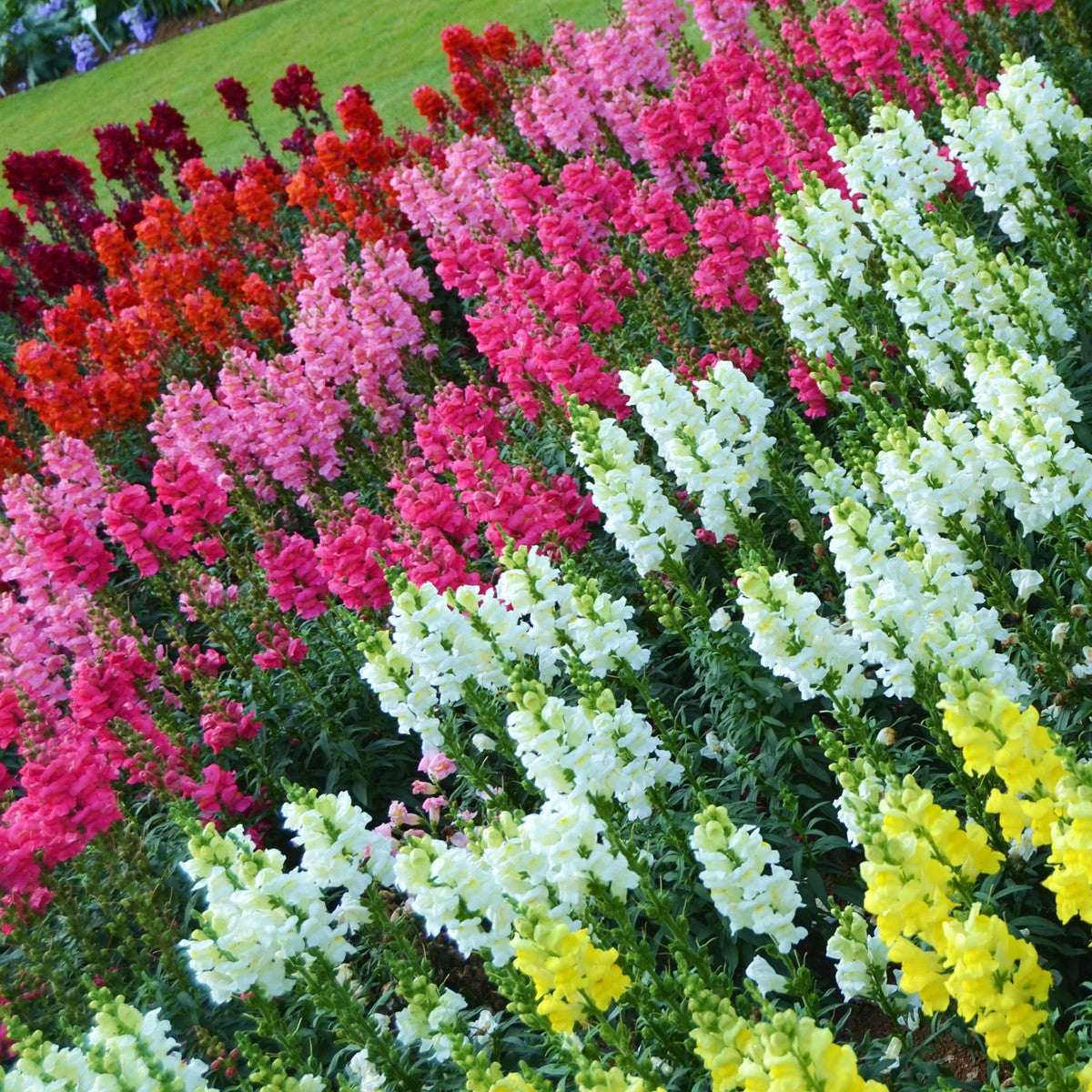 High quality Mixed Snapdragon Flower seeds for Planting Easy to Grow, Heirloom & GMO Free Seeds for Home Garden seeds pack