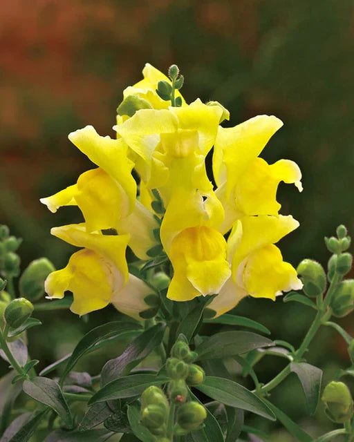 Snapdragon Golden Flower seeds for Planting - Sun Loving, Heirloom & GMO Free Seeds for Home Garden