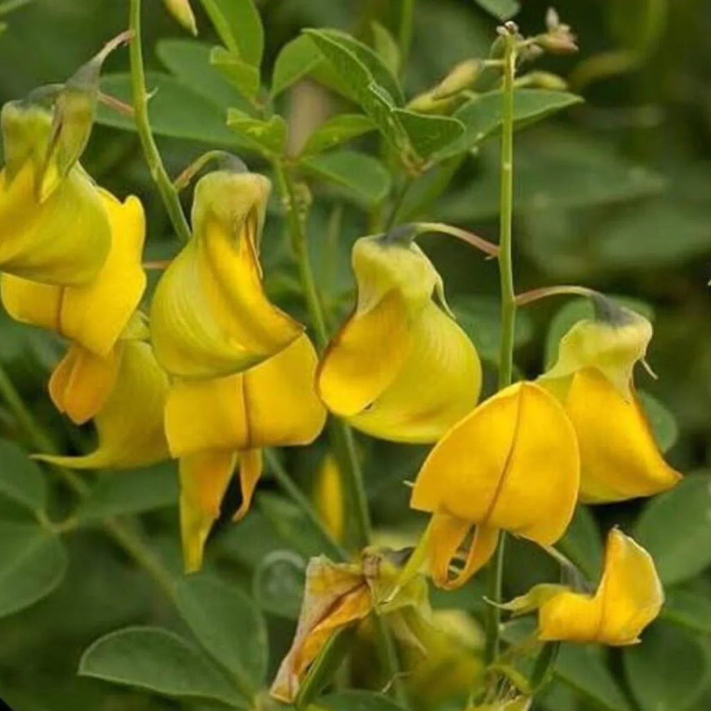 Premium Yellow Astragalus Flower seeds for Planting Wildflower Mix, Heirloom & GMO Free Seeds for Home Garden seeds