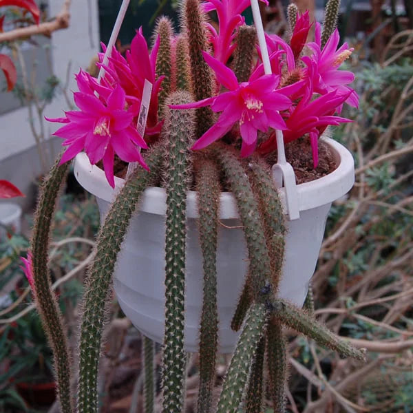 High quality Aporocactus Flower seeds for Planting Pollinator Friendly Heirloom & GMO Free Seeds for Home Garden seeds pack