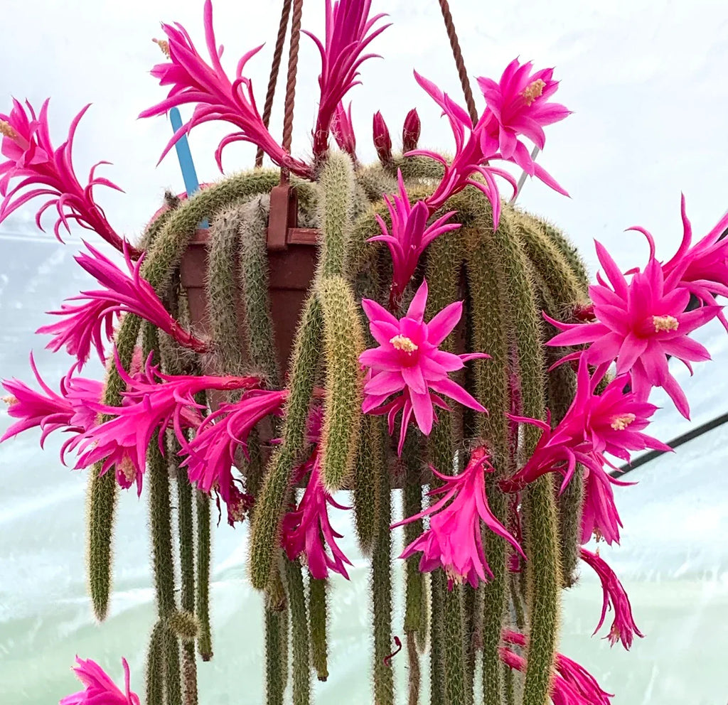 Aporocactus Flower seeds for Planting Pollinator Friendly Heirloom & GMO Free Seeds for Home Garden vegetable and garden seeds