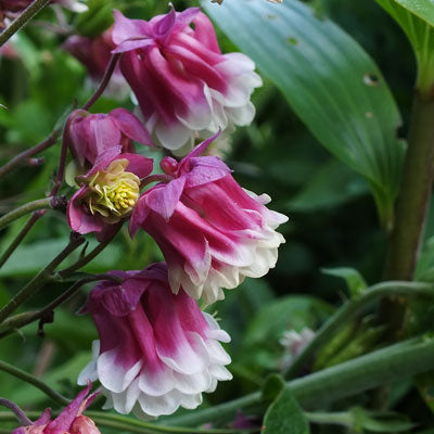 Pink Petticoat Flower seeds for Planting Vibrant Colors, Heirloom & GMO Free Seeds for Home Garden seeds for planting