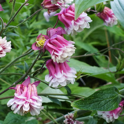 High quality Pink Petticoat Flower seeds for Planting Vibrant Colors, Heirloom & GMO Free Seeds for Home Garden seeds pack