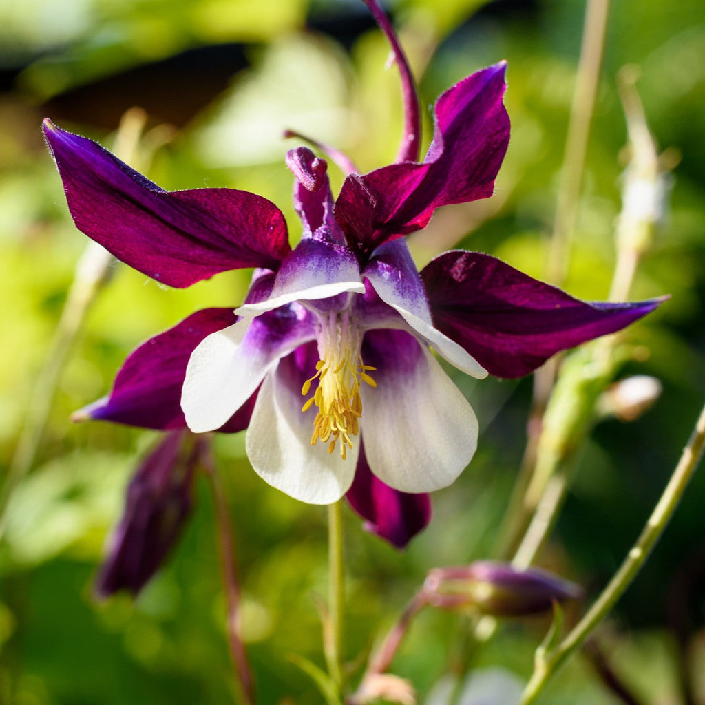 Purple Aquilegia Flower seeds for Planting Easy to Grow, Heirloom & GMO Free Seeds for Home Garden seeds for planting