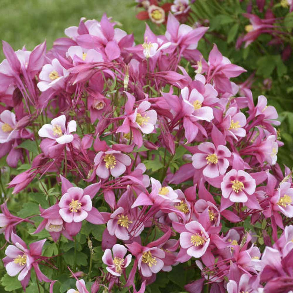 Premium Pale Pink Columbines Flower seeds for Planting Colorful Display, Heirloom & GMO Free Seeds for Home Garden seeds