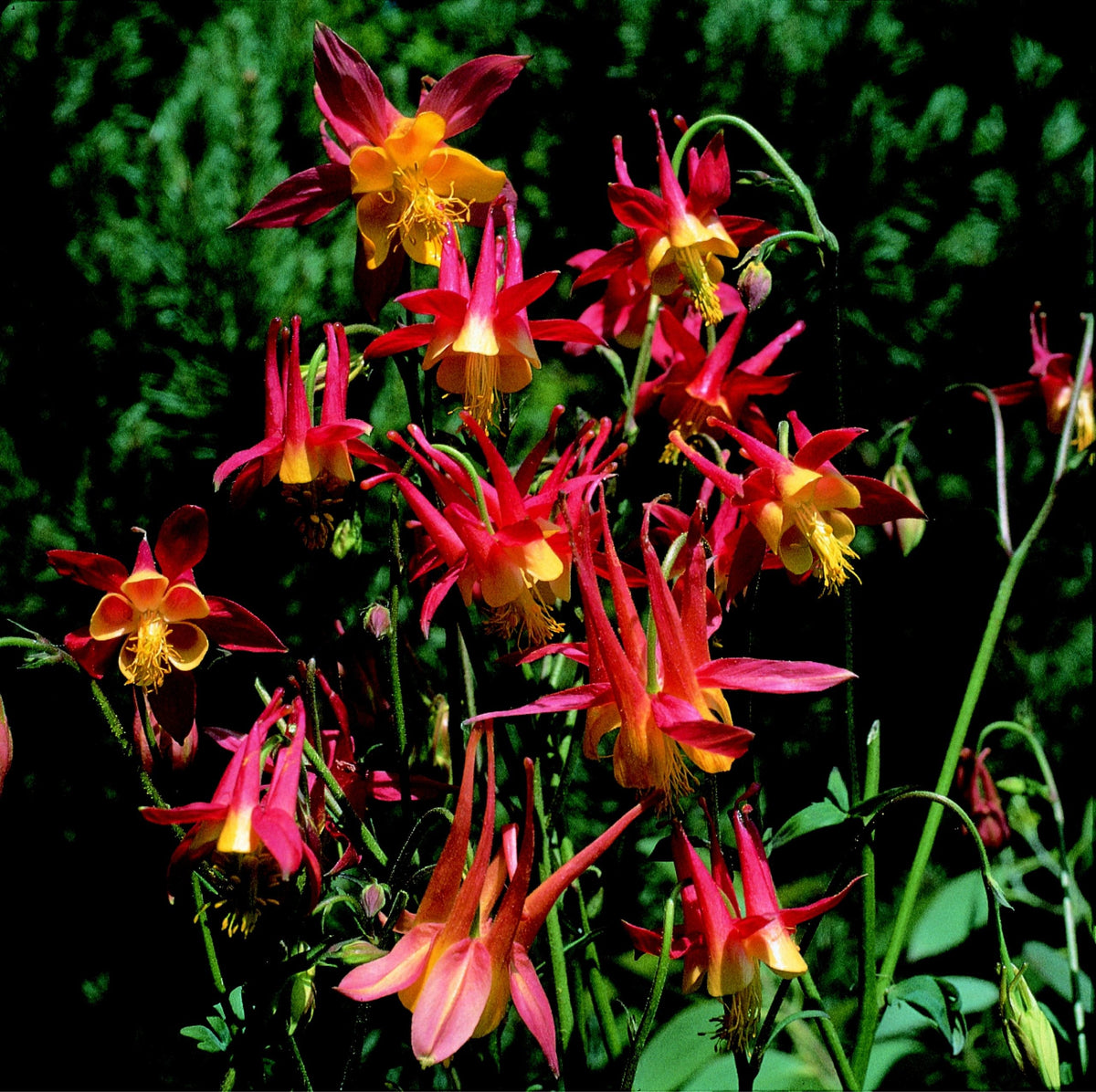 Tequila Sunrise Columbine Flower seeds for Planting, Sun Loving Heirloom & GMO Free Seeds for Home Garden