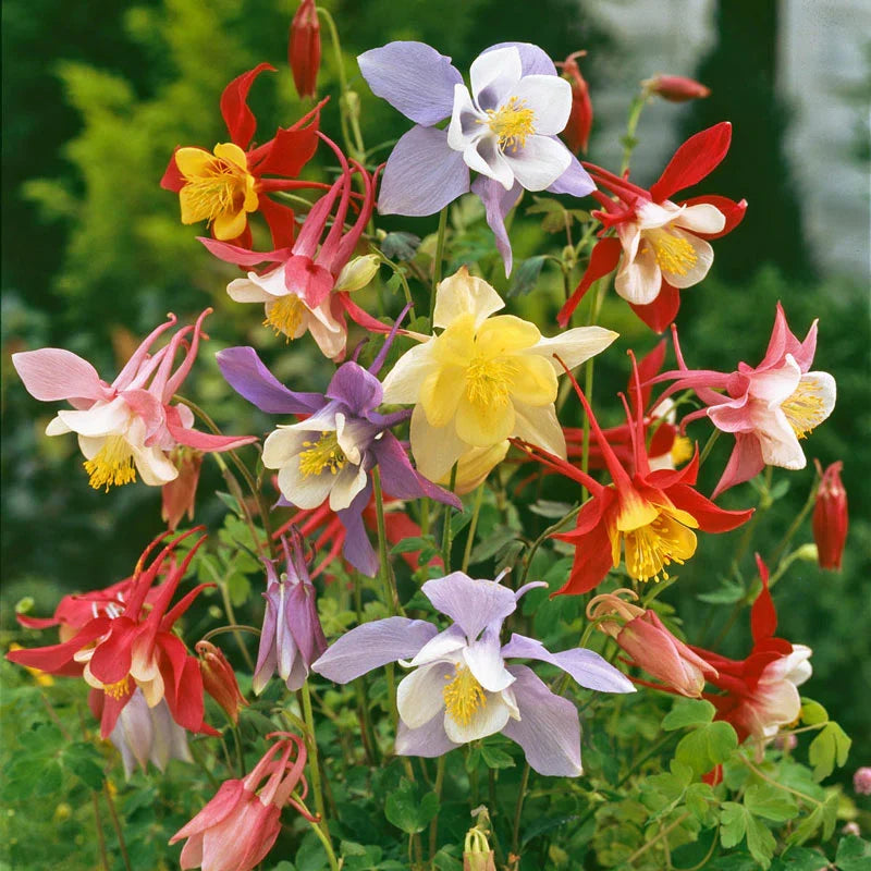 Sky Blue Columbine Flower seeds for Planting Perfect for Borders Heirloom & GMO Free Seeds for Home Garden