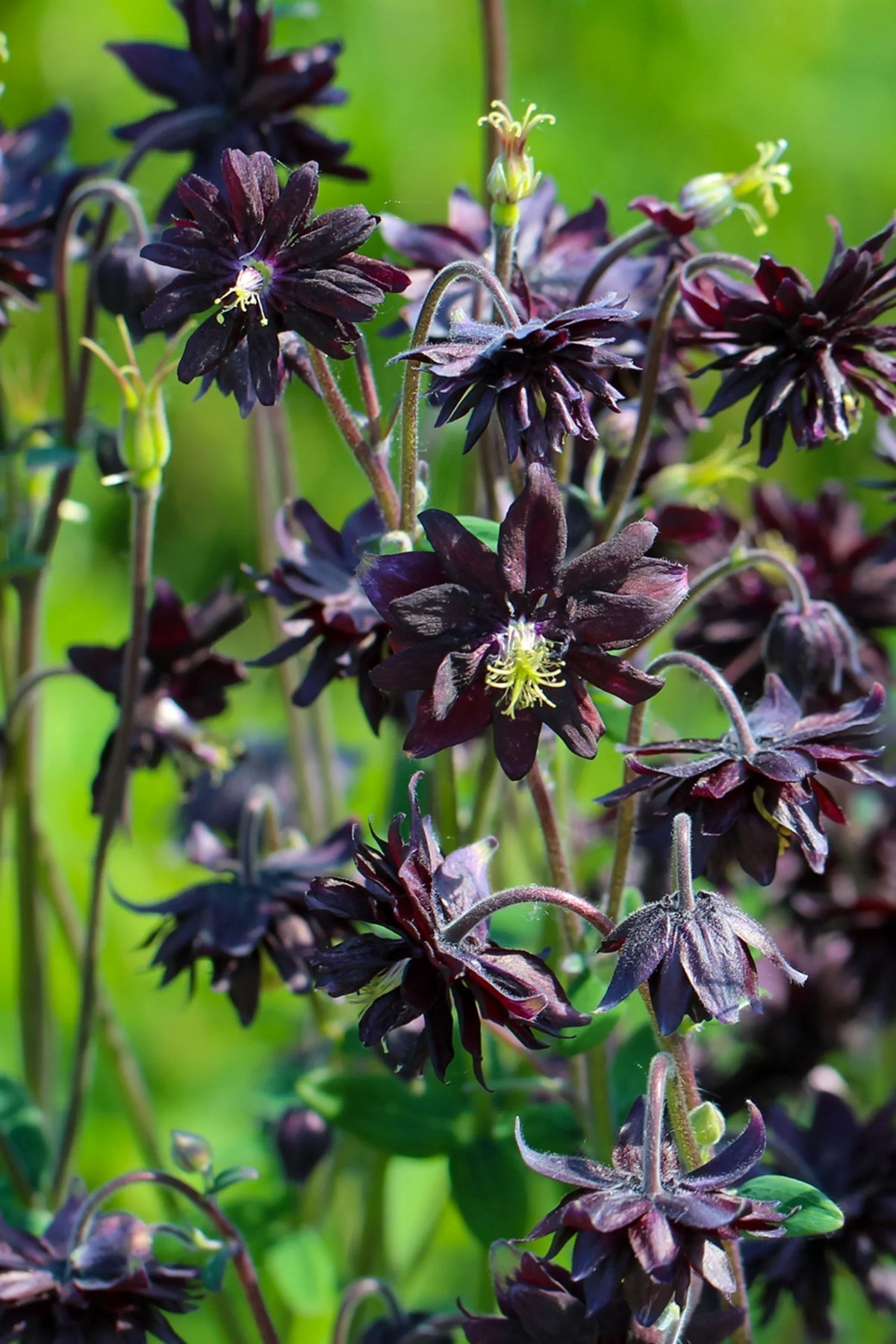 Barlow (Barlow Flower) seeds for planting in home garden