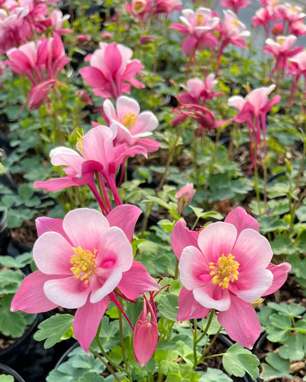 Pale Pink Columbines Flower seeds for Planting Colorful Display, Heirloom & GMO Free Seeds for Home Garden vegetable and garden seeds