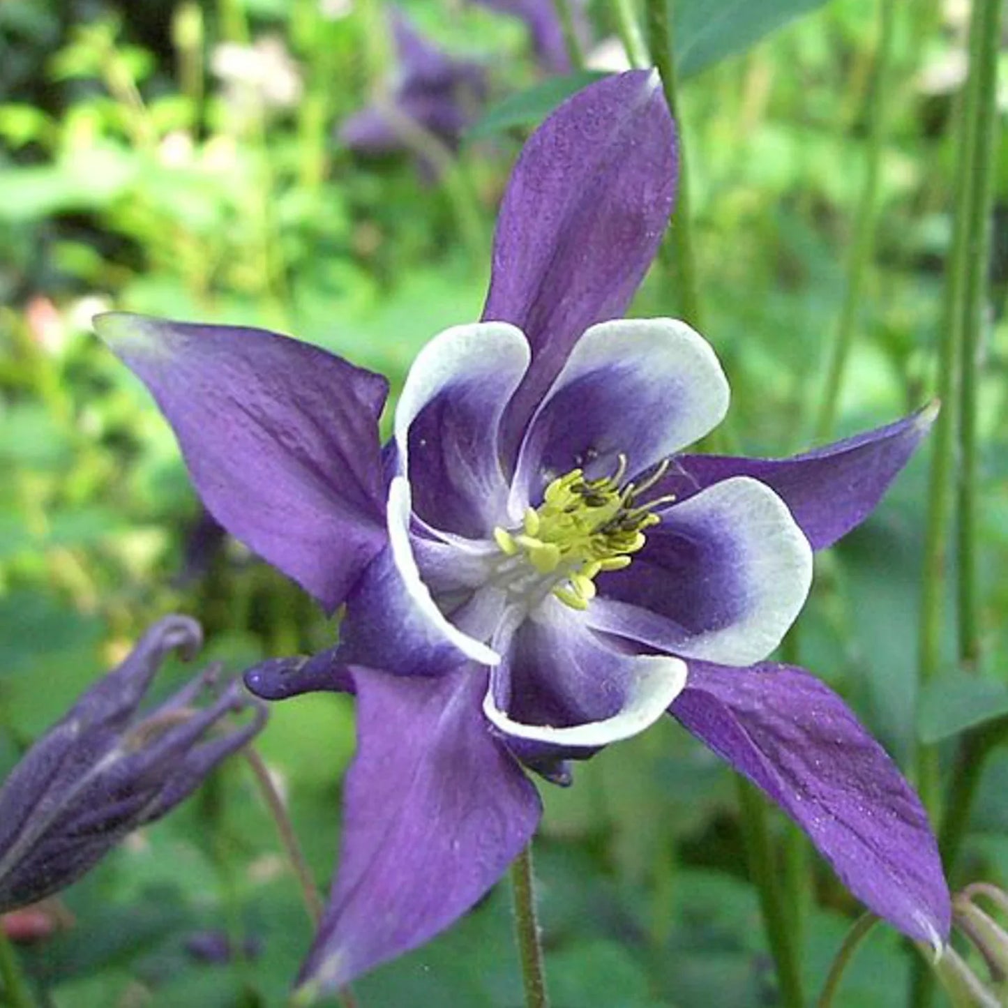 Aquilegia Columbine Flower seeds for Planting Vibrant Colors Heirloom & GMO Free Seeds for Home Garden