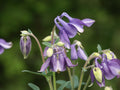 Violet Viticella Flower seeds for Planting Cut Flower Favorite, Heirloom & GMO Free Seeds for Home Garden seeds for planting