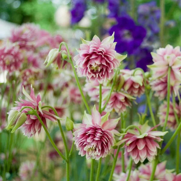 Barlow Columbine Flower seeds for Planting Shade Tolerant Heirloom & GMO Free Seeds for Home Garden