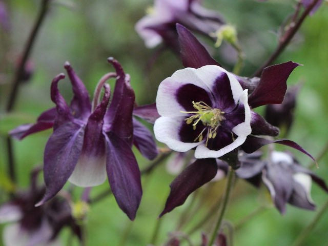 Premium Purple White William Guiness Flower seeds for Planting Compact Growth, Heirloom & GMO Free Seeds for Home Garden seeds