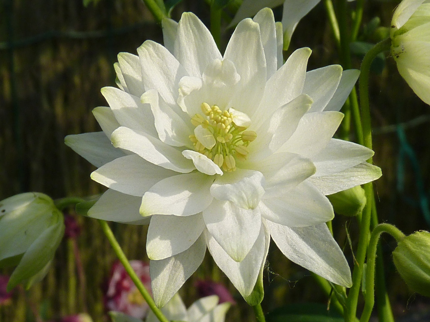 Clementine Flower seeds for Planting Pollinator Friendly Heirloom & GMO Free Seeds for Home Garden