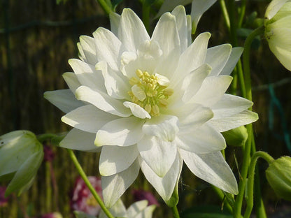 Clementine Flower seeds for Planting Pollinator Friendly Heirloom & GMO Free Seeds for Home Garden