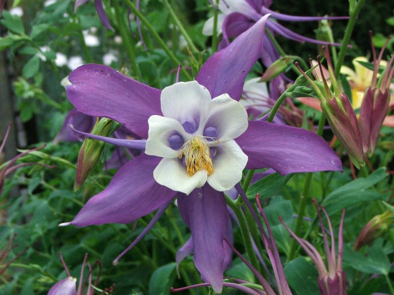 Premium Aquilegia Flower seeds for Planting Wildflower Mix, Heirloom & GMO Free Seeds for Home Garden seeds