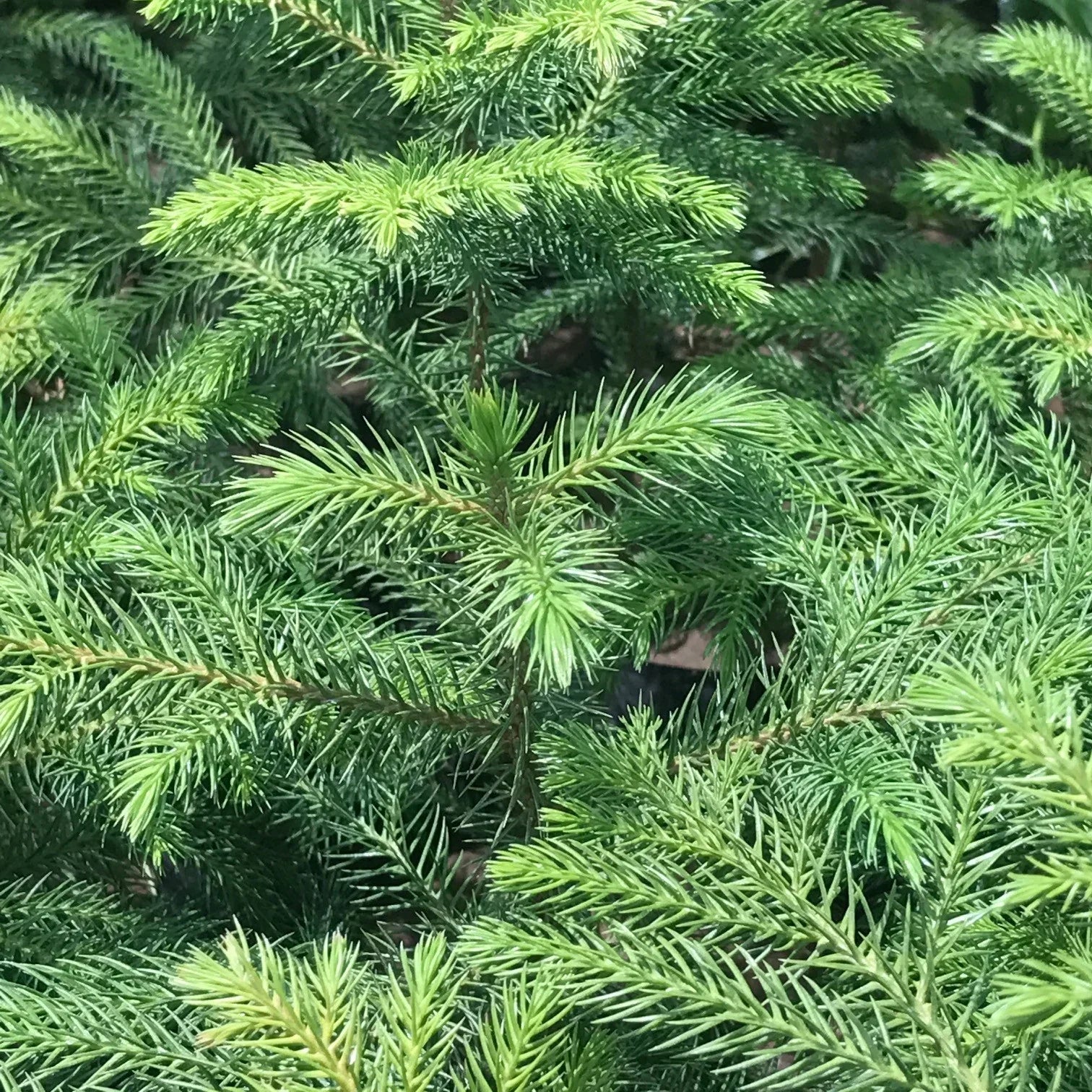 Araucaria Tree Seeds For Unique Planting Plant Seeds