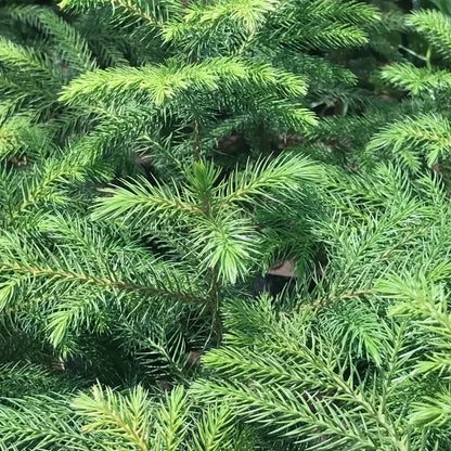 Araucaria Tree Seeds For Unique Planting Plant Seeds