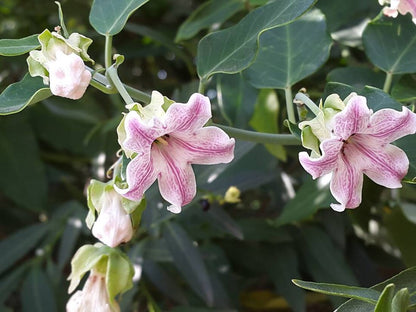 Araujia Flower seeds for Planting Perfect for Borders Heirloom & GMO Free Seeds for Home Garden
