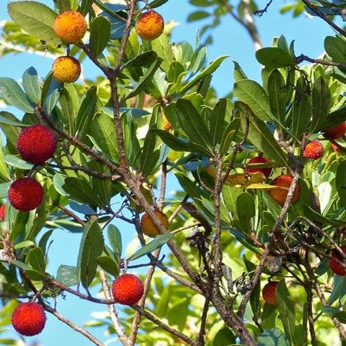 Dark Brown Arbutus Fruit Seeds - Perennial Garden Planting - Evergrowseeds