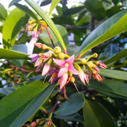 Coralberry Flower seeds for Planting Sun Loving Heirloom & GMO Free Seeds for Home Garden