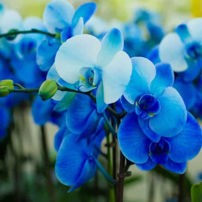 Orchid Flower seeds for Planting Sun Loving Heirloom & GMO Free Seeds for Home Garden