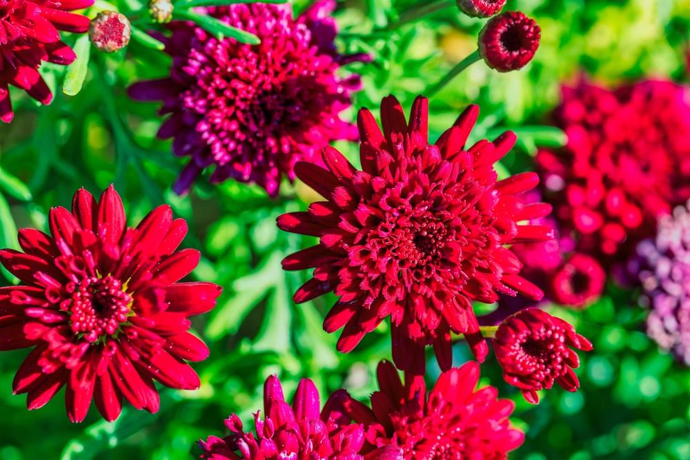 High quality Heirloom Pink Argyranthemum Flower seeds for Planting Hardy Variety, Heirloom & GMO Free Seeds for Home Garden seeds pack