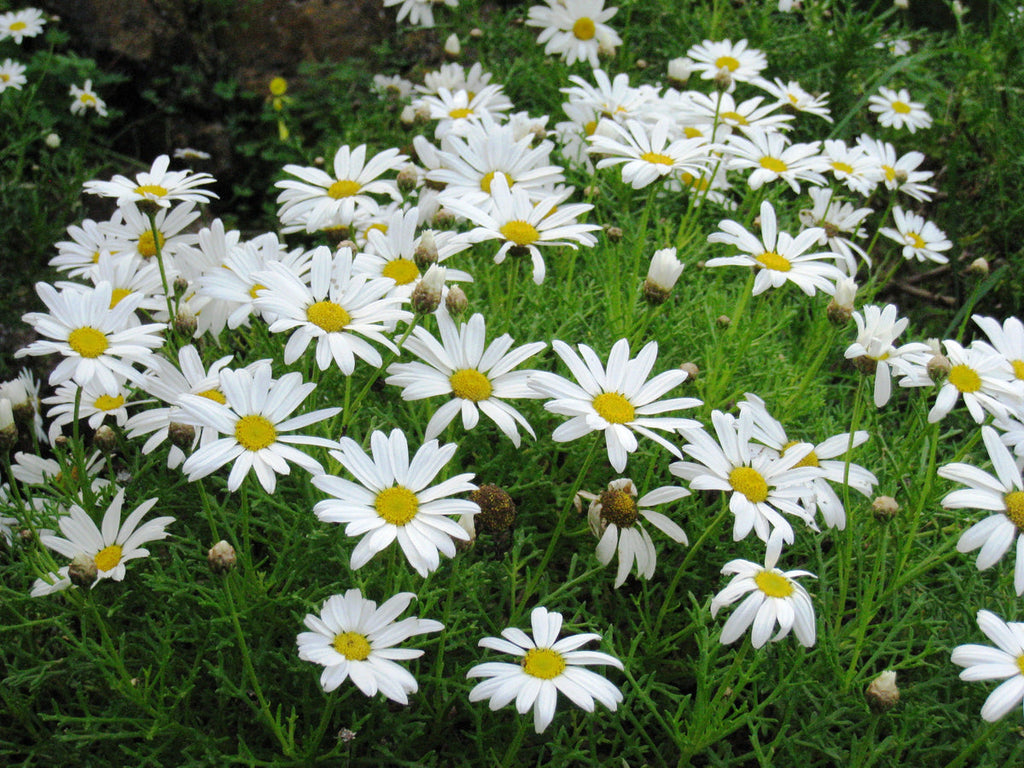 Yellow White Argyranthemum Flower seeds for Planting Pollinator Friendly, Heirloom & GMO Free Seeds for Home Garden seeds for planting