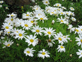 Yellow White Argyranthemum Flower seeds for Planting Pollinator Friendly, Heirloom & GMO Free Seeds for Home Garden seeds for planting