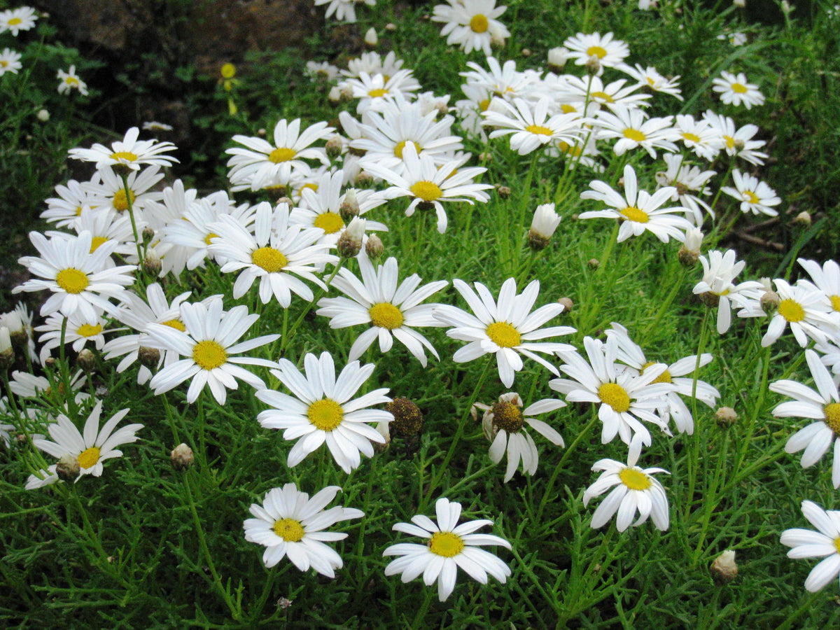 Yellow White Argyranthemum Flower seeds for Planting Pollinator Friendly, Heirloom & GMO Free Seeds for Home Garden seeds for planting