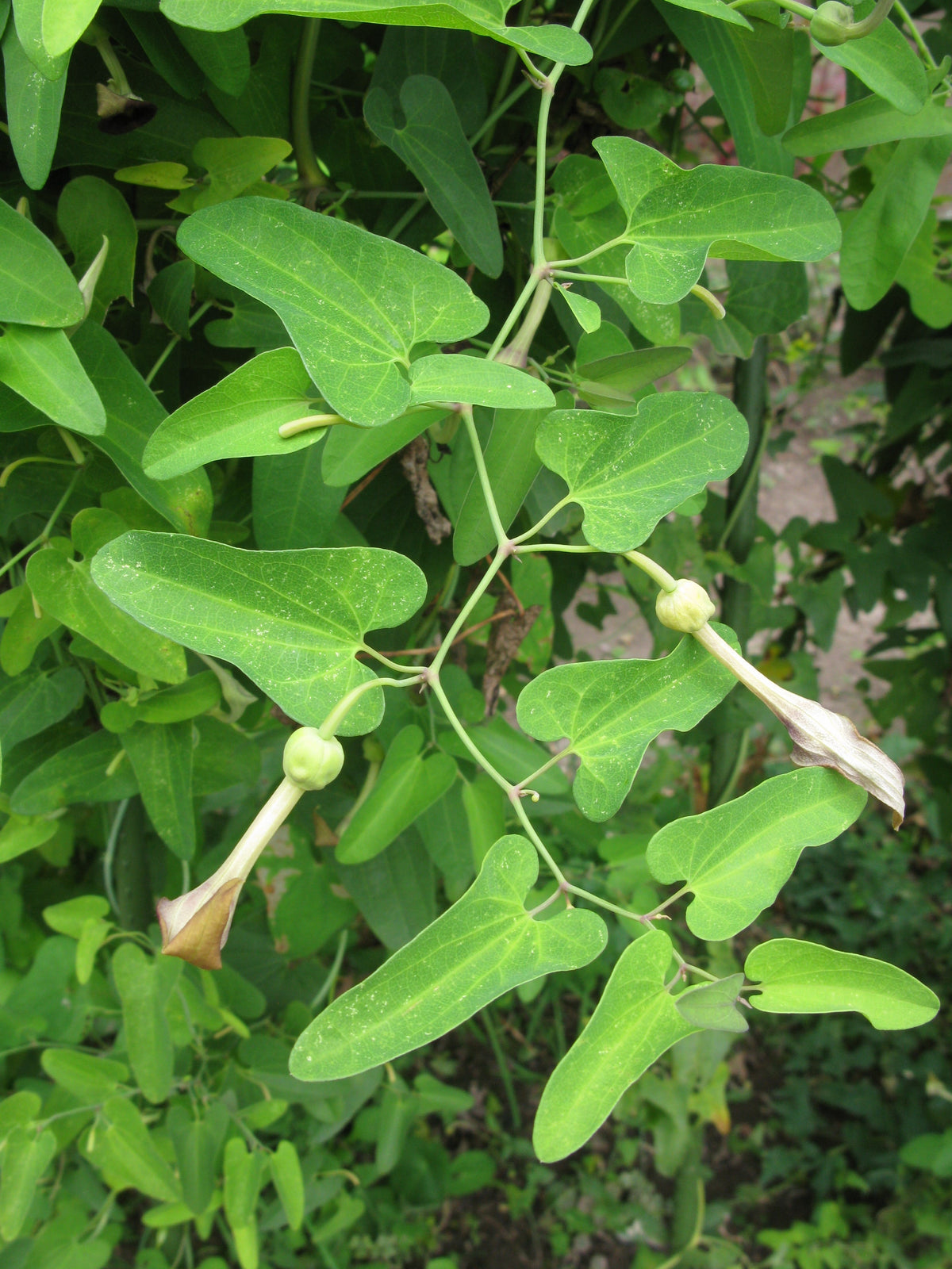 Aristolochia Debilis Seeds - Unique Vine Planting For Garden Enthusiasts Plant Seeds
