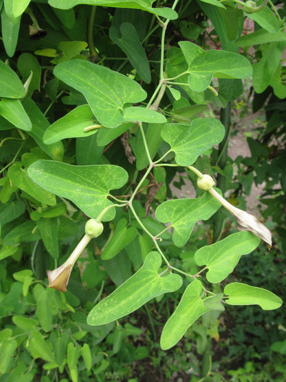 Aristolochia Debilis Seeds - Unique Vine Planting For Garden Enthusiasts Plant Seeds