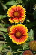 Arizona Flower seeds for Planting Seasonal Bloomer, Heirloom & GMO Free Seeds for Home Garden seeds for planting