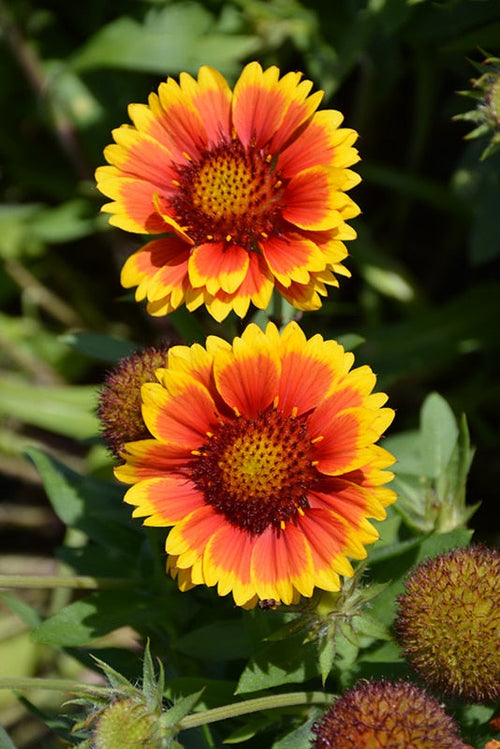 Arizona Flower seeds for Planting Seasonal Bloomer, Heirloom & GMO Free Seeds for Home Garden seeds for planting