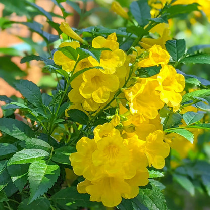 Tecoma Stans Flower seeds for Planting Pollinator Friendly Heirloom & GMO Free Seeds for Home Garden