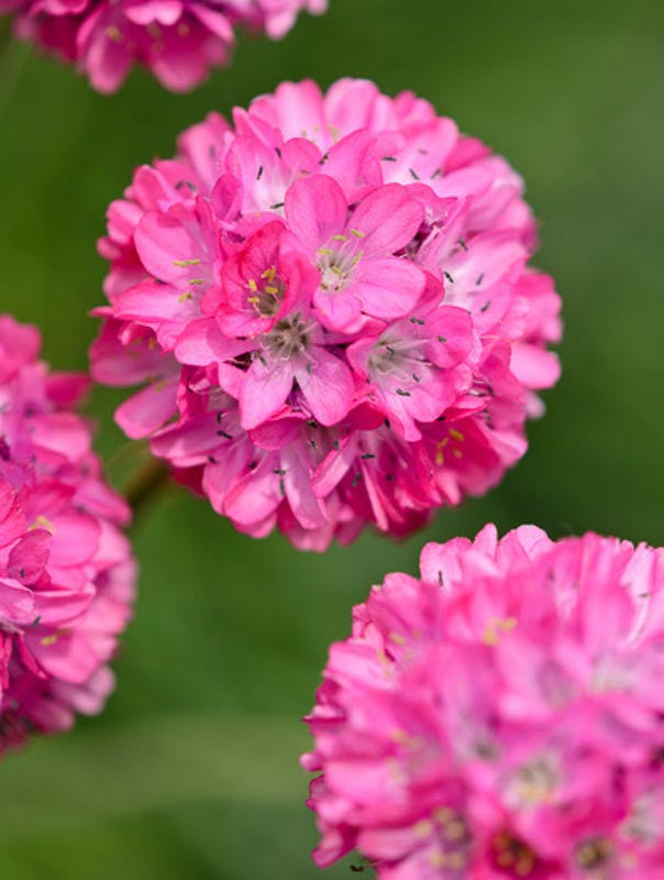Armeria Flower seeds for Planting Cottage Garden Essential, Heirloom & GMO Free Seeds for Home Garden vegetable and garden seeds