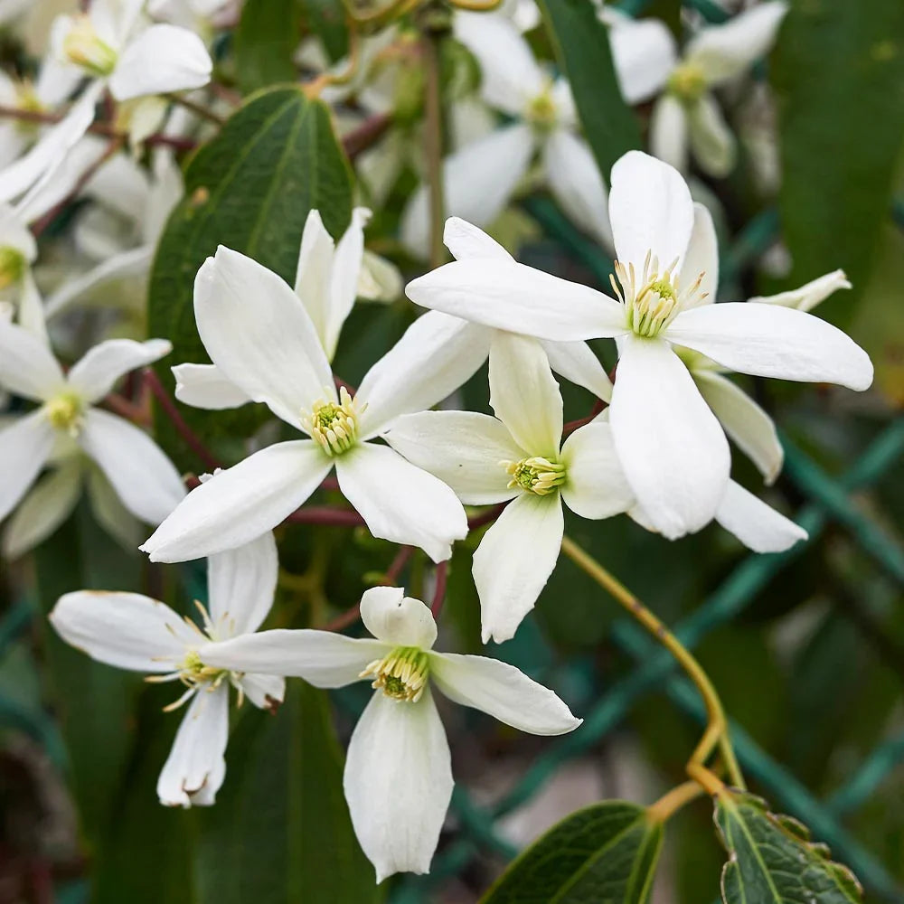 High quality White Clematis Flower seeds for Planting Compact Growth, Heirloom & GMO Free Seeds for Home Garden seeds pack