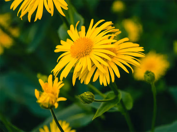 Premium Arnica Montana Flower seeds for Planting Wildflower Mix, Heirloom & GMO Free Seeds for Home Garden seeds