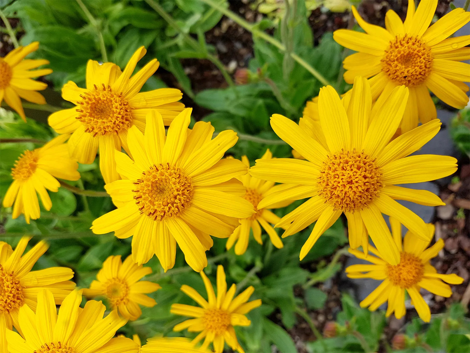 Yellow Mountain Arnica Flower seeds for Planting Garden Favorite, Heirloom & GMO Free Seeds for Home Garden seeds for planting