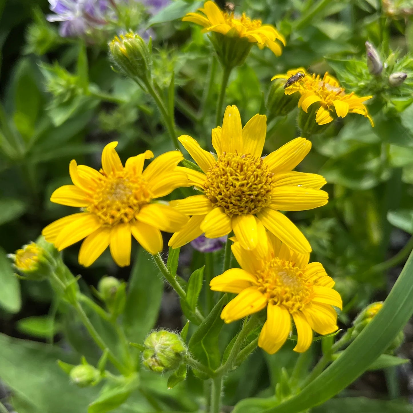 Yellow Meadow Arnica Flower seeds for Planting - Drought Tolerant, Heirloom & GMO Free Seeds for Home Garden