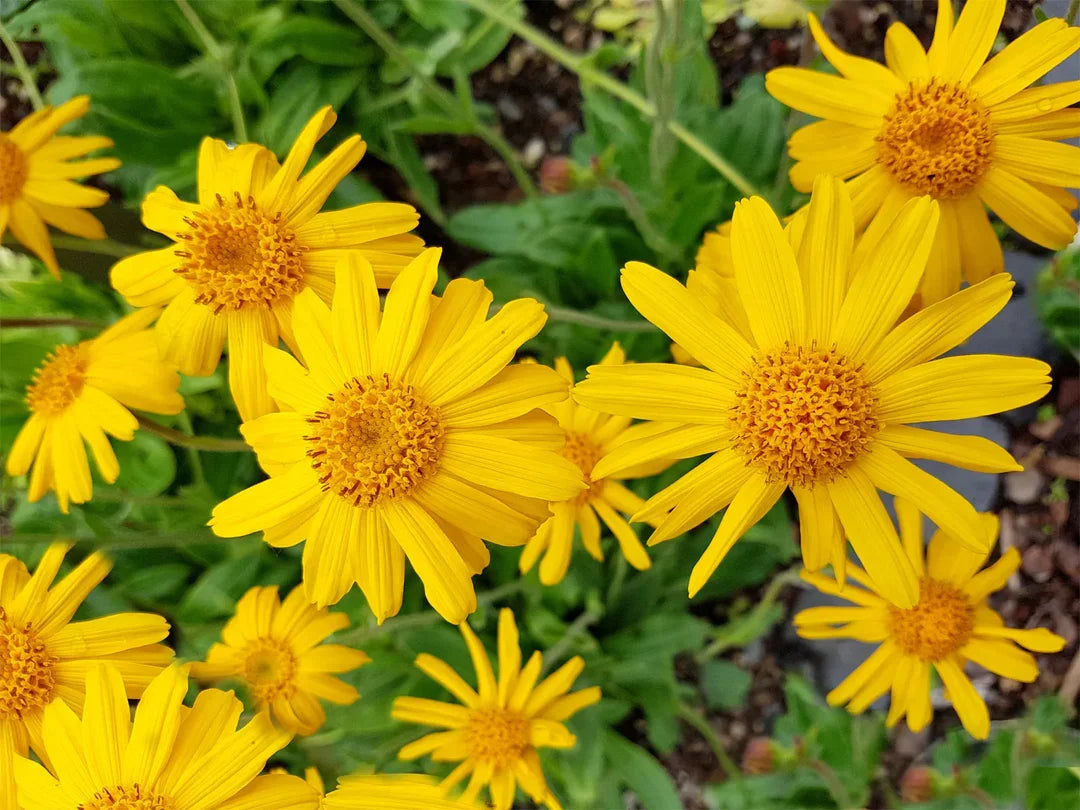 Heirloom Arnica Montana Flower seeds for Planting Seasonal Bloomer Heirloom & GMO Free Seeds for Home Garden
