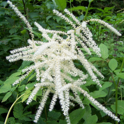 Aruncus Dioicus Flower seeds for Planting Long Bloom Season Heirloom & GMO Free Seeds for Home Garden