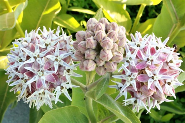 Asclepias Speciosa Flower seeds for Planting Perfect for Borders Heirloom & GMO Free Seeds for Home Garden