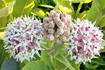 Asclepias Speciosa Flower seeds for Planting Perfect for Borders Heirloom & GMO Free Seeds for Home Garden