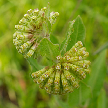 Asclepias Flower seeds for Planting Fragrant Blossoms Heirloom & GMO Free Seeds for Home Garden
